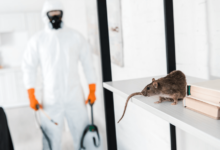 Commercial Pest Control Strategies for Chelmsford Businesses
