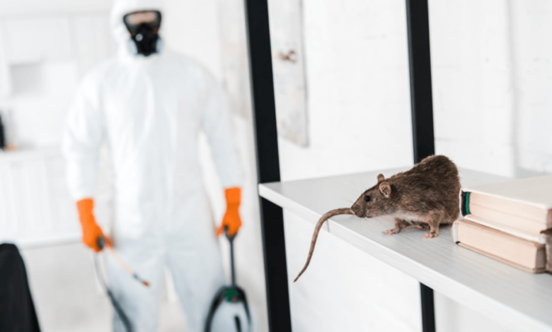 Commercial Pest Control Strategies for Chelmsford Businesses