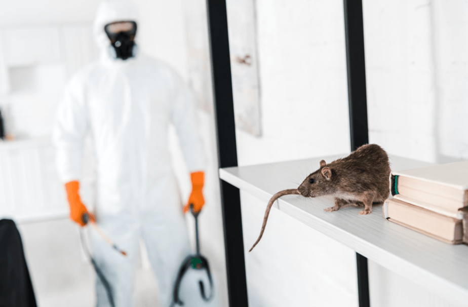 Commercial Pest Control Strategies for Chelmsford Businesses - wolniturf || blog de wolni || le blog de wolni || wolni turf