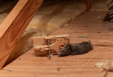 Smell Like Dead Rat But Can't Find Source – How to Locate Dead Pest?
